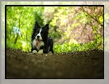 Border collie, Leżący, Pies, Bokeh